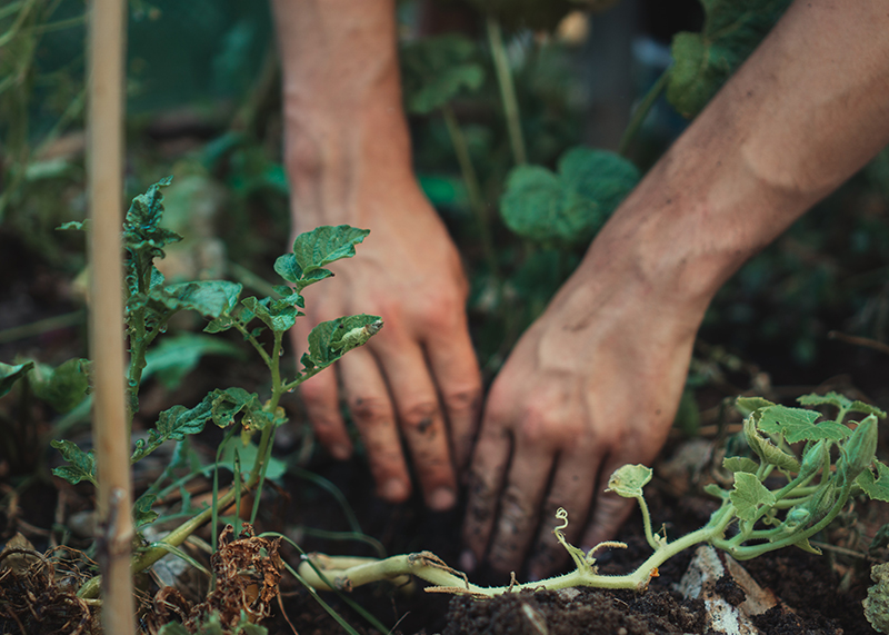 gardening