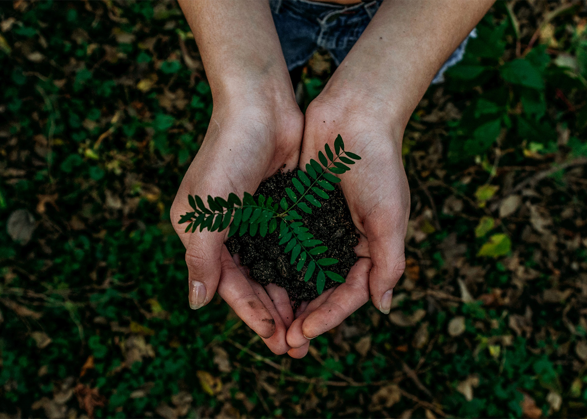 recycle plants