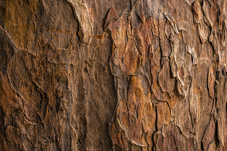 59d1ce_233578332fa74c4aa38d3805626e0da1_mv2 Natural Wood